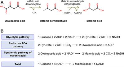 Designing and Constructing a Novel Artificial Pathway for Malonic Acid Production Biologically